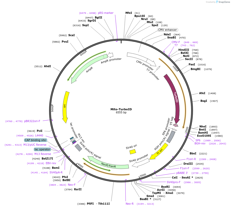 200960-plasmid-map-sequence-id-393506