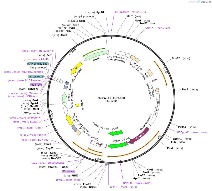 200965-plasmid-map-sequence-id-393508