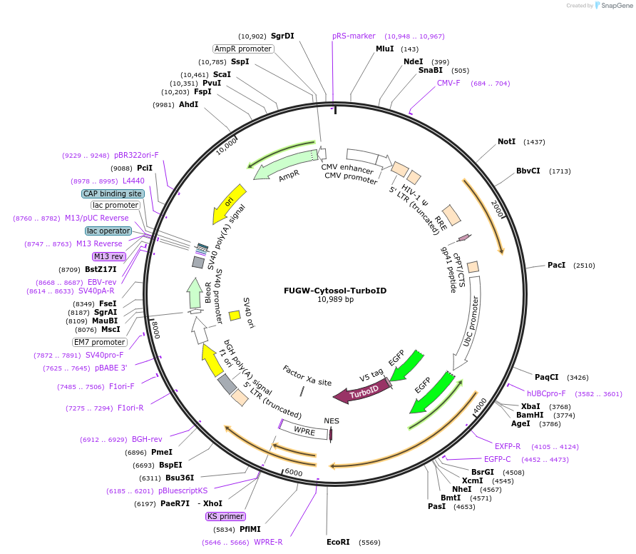 200961-plasmid-map-sequence-id-393509