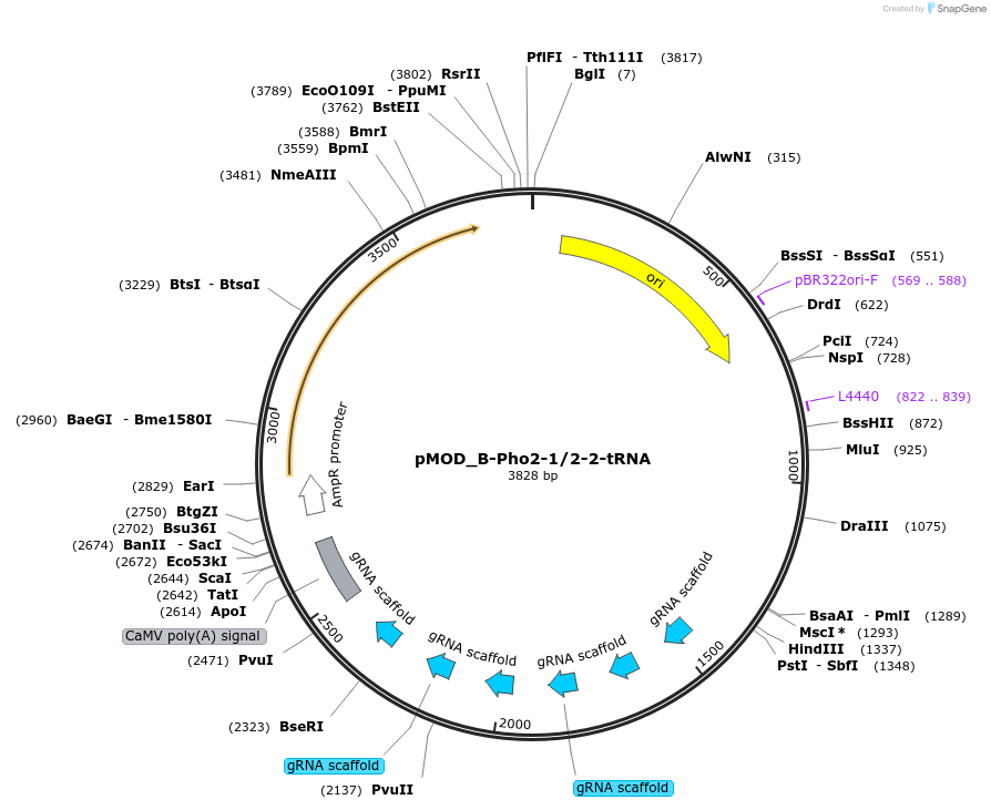 161761-plasmid-map-sequence-id-393542