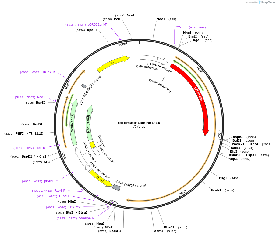 58107-plasmid-map-sequence-id-393556