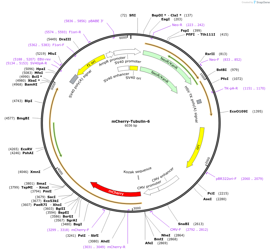 55147-plasmid-map-sequence-id-393558