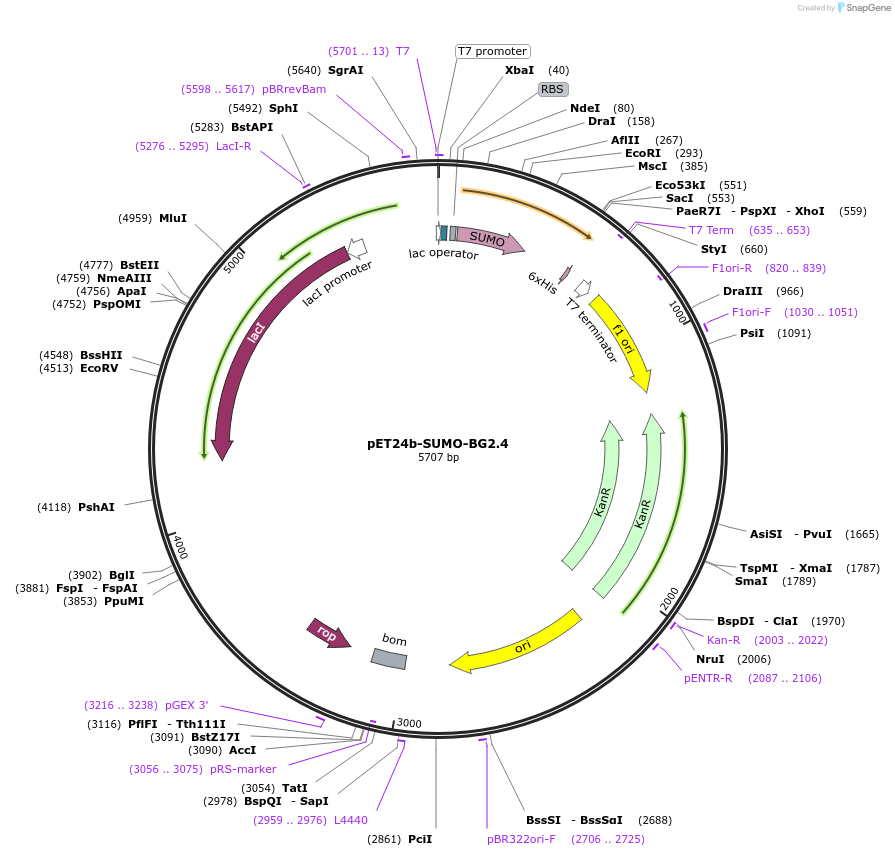 199438-plasmid-map-sequence-id-393566