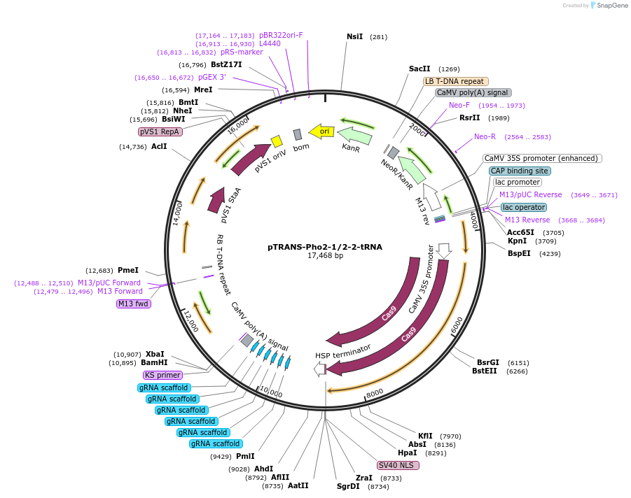161762-plasmid-map-sequence-id-393572
