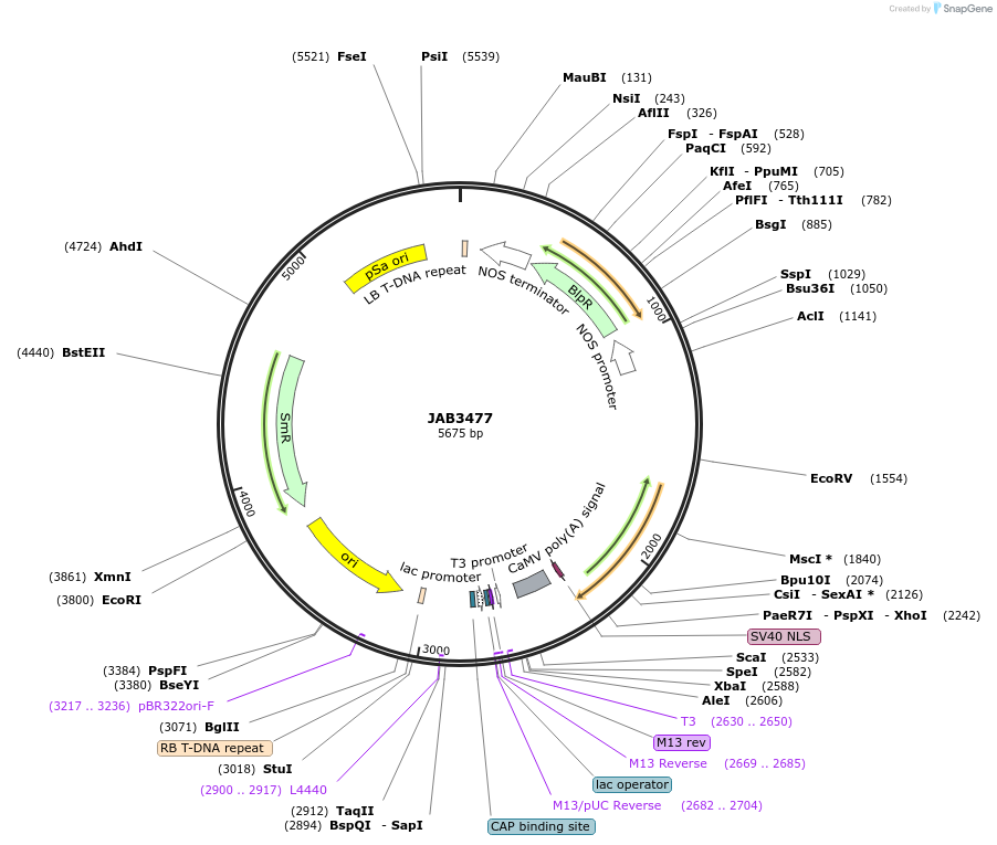 190416-plasmid-map-sequence-id-393579