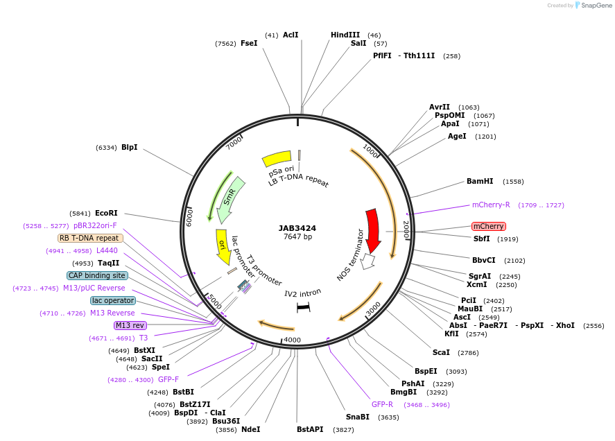 190414-plasmid-map-sequence-id-393618