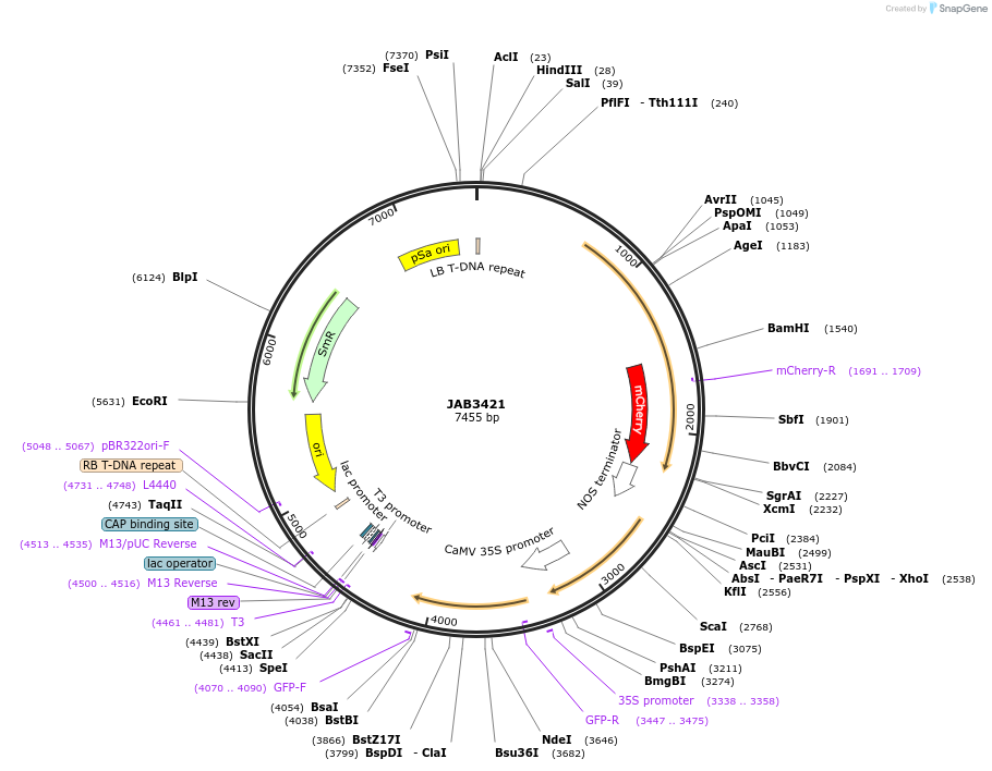 190411-plasmid-map-sequence-id-393625