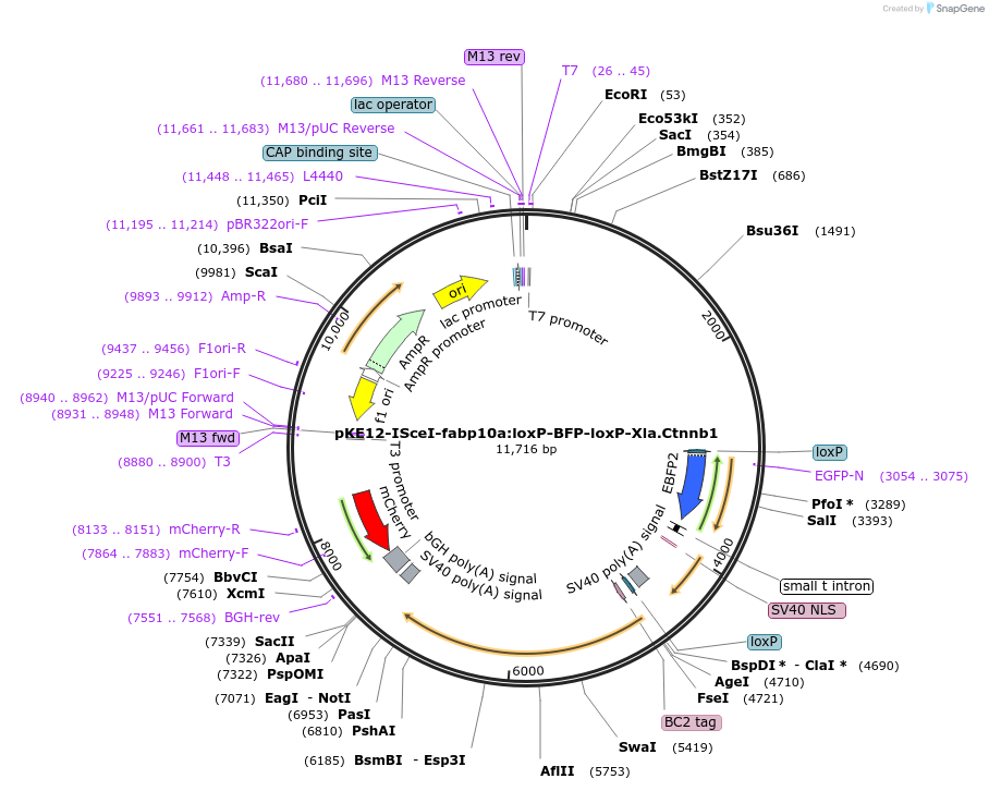 198240-plasmid-map-sequence-id-393627
