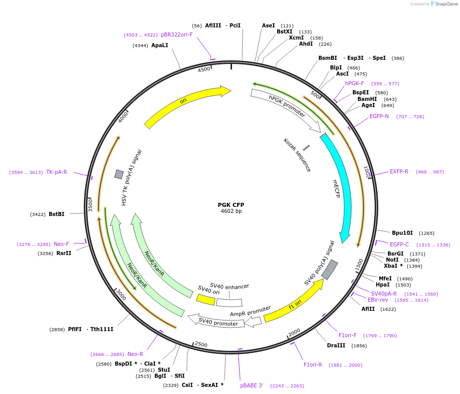 200429-plasmid-map-sequence-id-393633