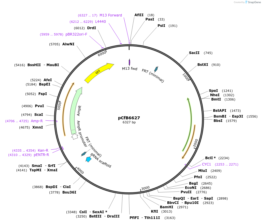 106159-plasmid-map-sequence-id-393637
