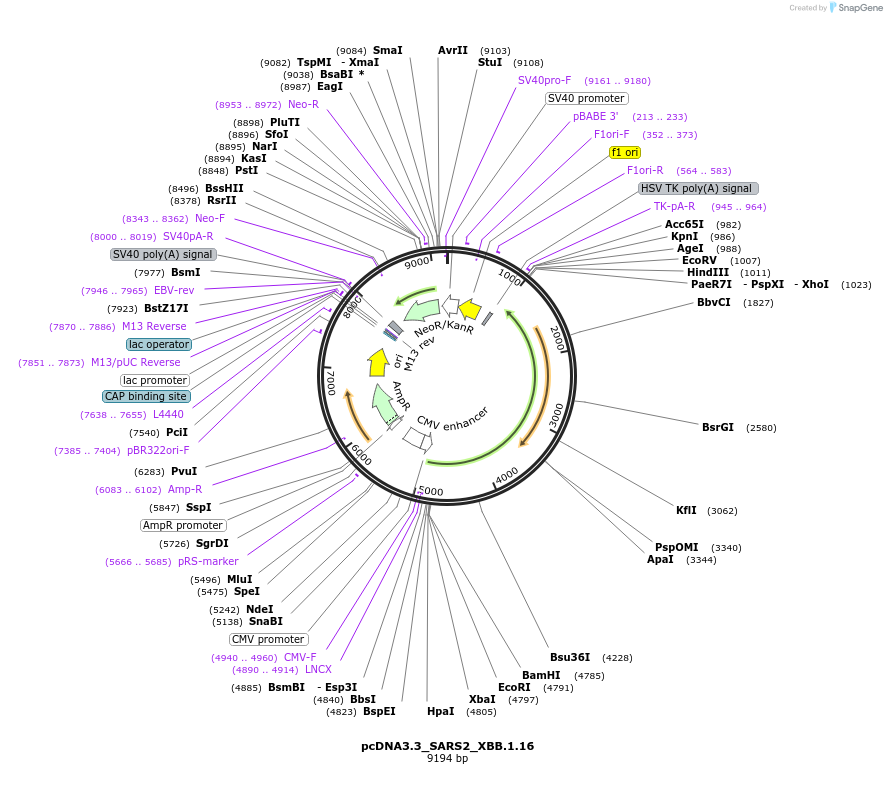 201189-plasmid-map-sequence-id-393640
