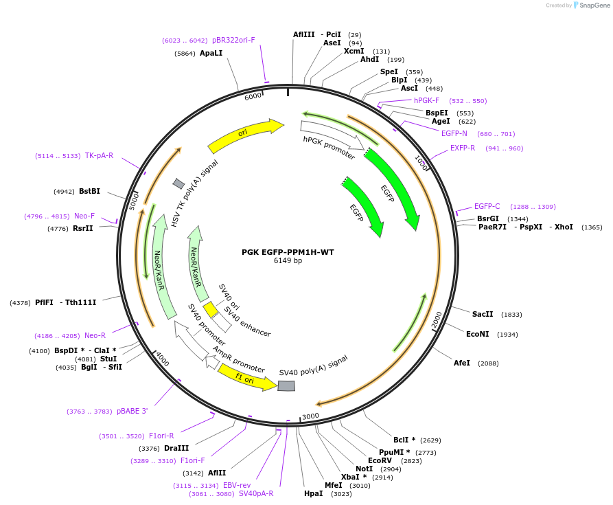 200084-plasmid-map-sequence-id-393642