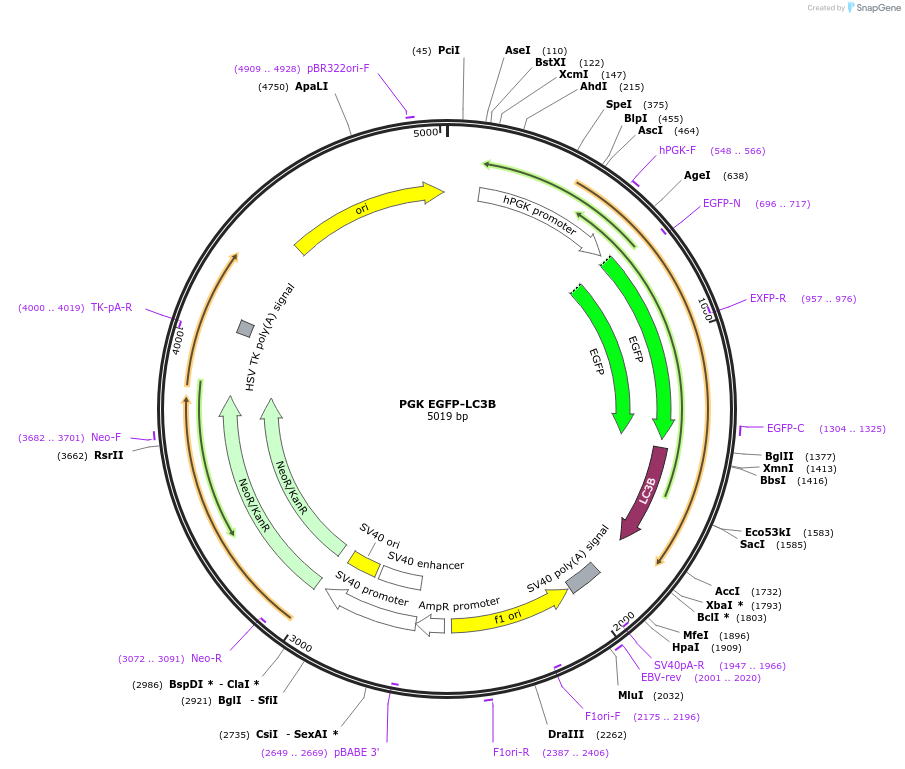 200427-plasmid-map-sequence-id-393645