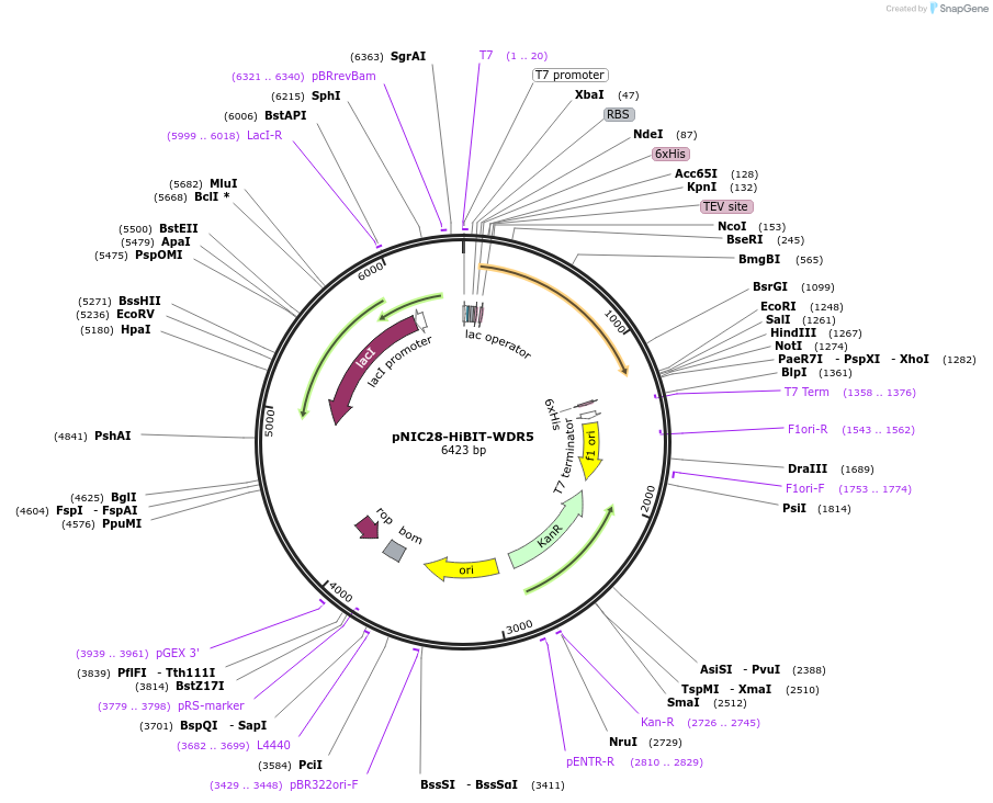 200883-plasmid-map-sequence-id-393646