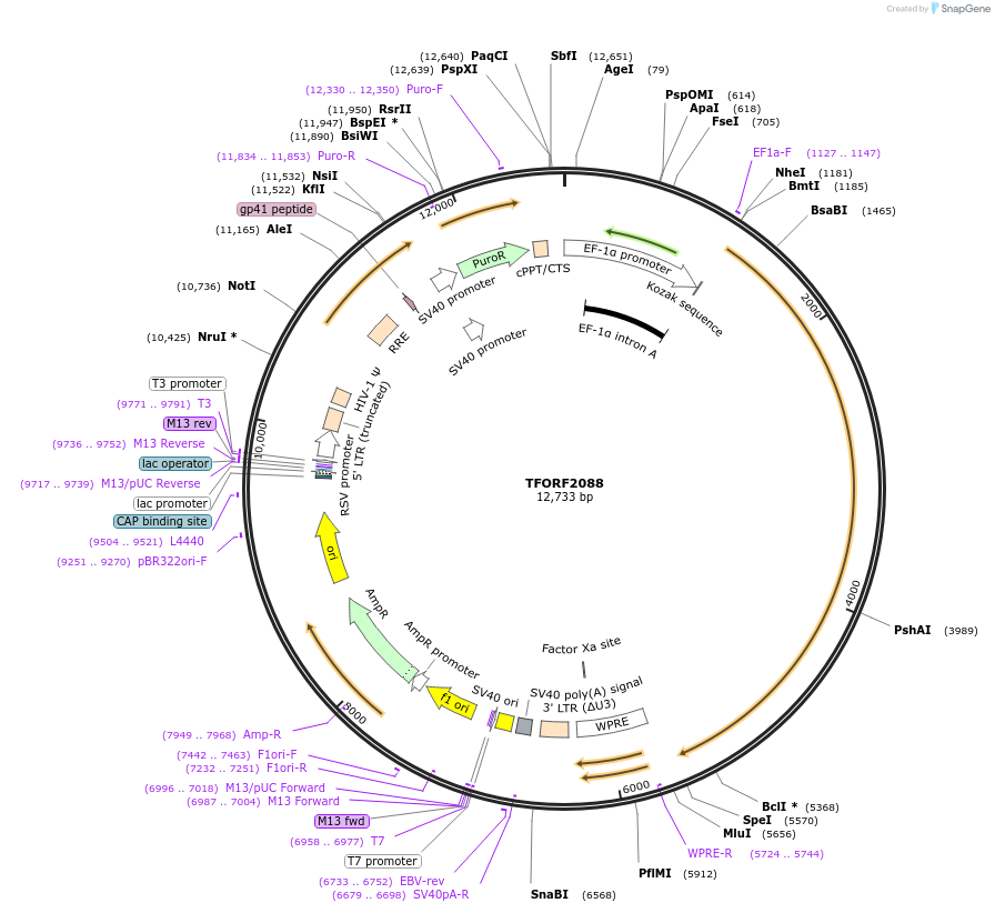 142174-plasmid-map-sequence-id-393669