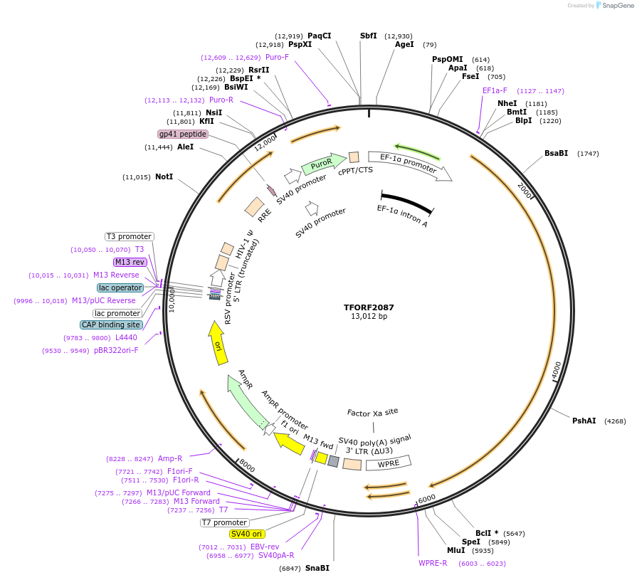 143336-plasmid-map-sequence-id-393670
