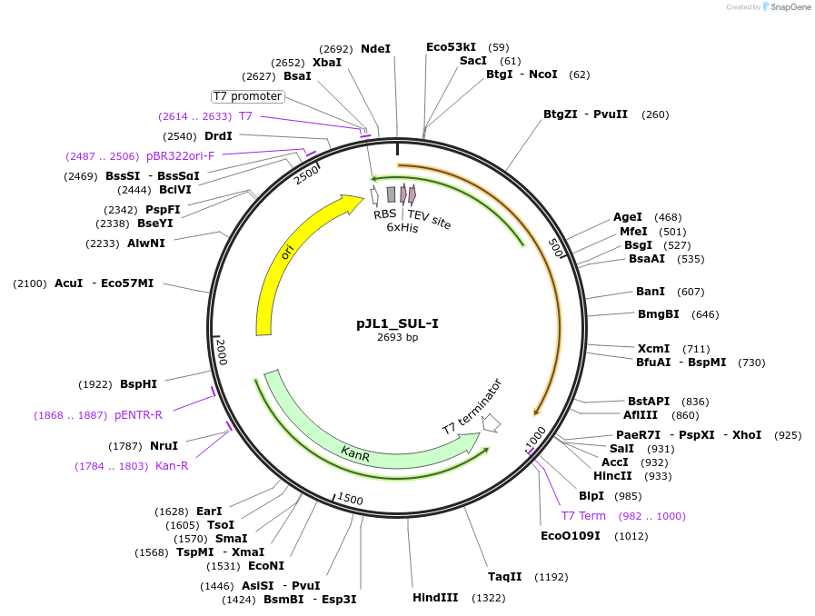 200172-plasmid-map-sequence-id-393675
