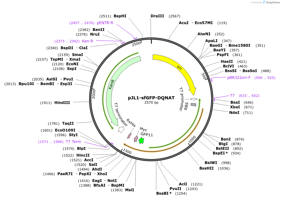 198210-plasmid-map-sequence-id-393676