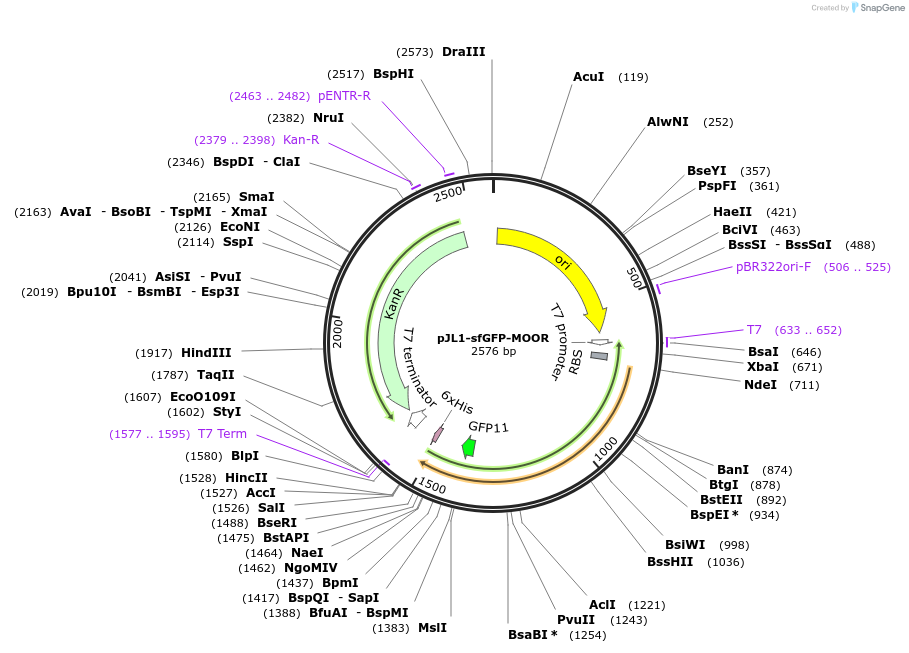 198212-plasmid-map-sequence-id-393678