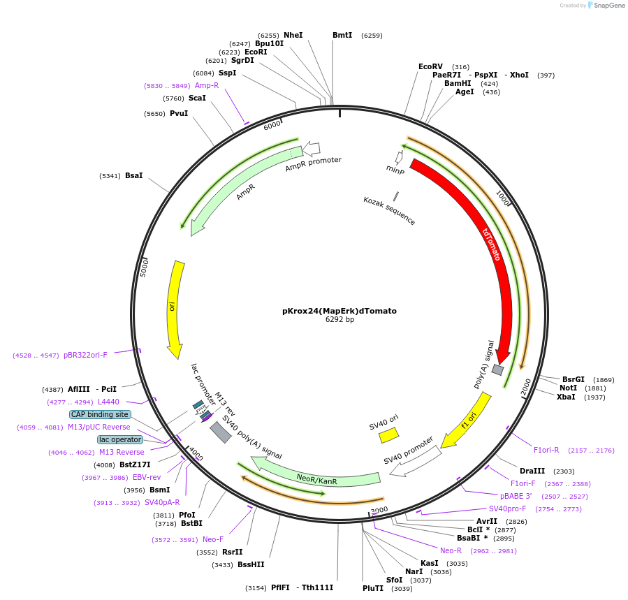 200113-plasmid-map-sequence-id-393688