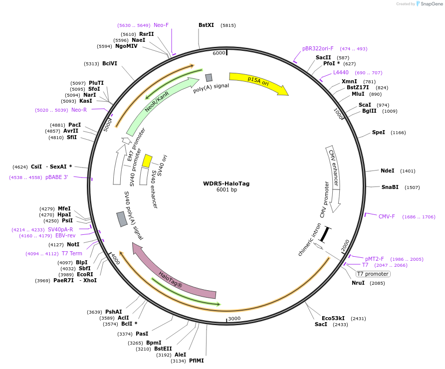 200881-plasmid-map-sequence-id-393694