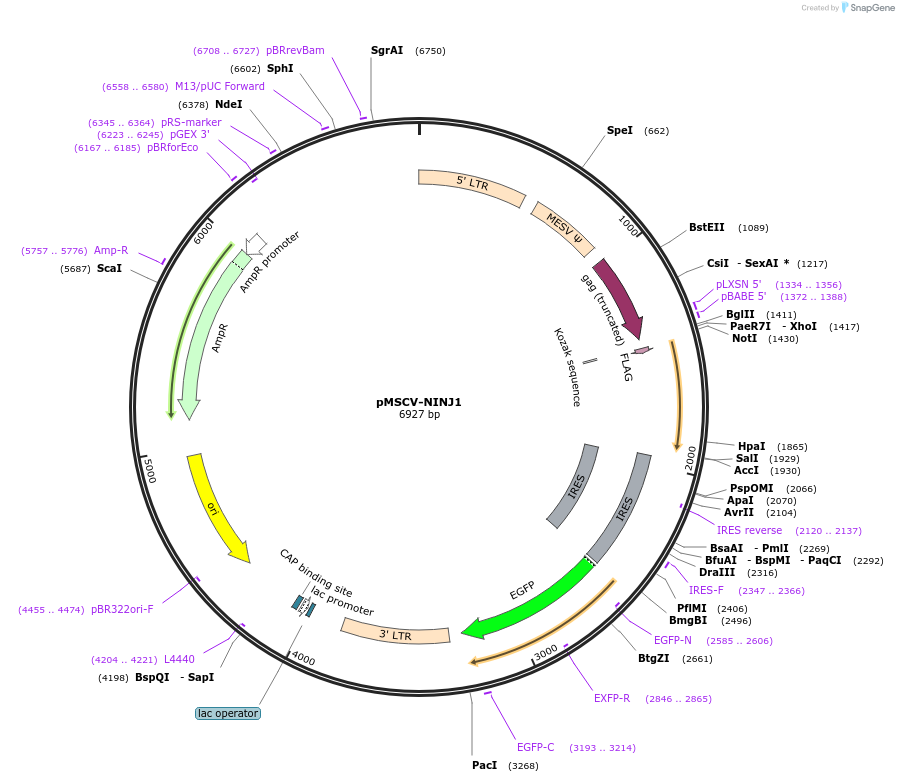 201179-plasmid-map-sequence-id-393709