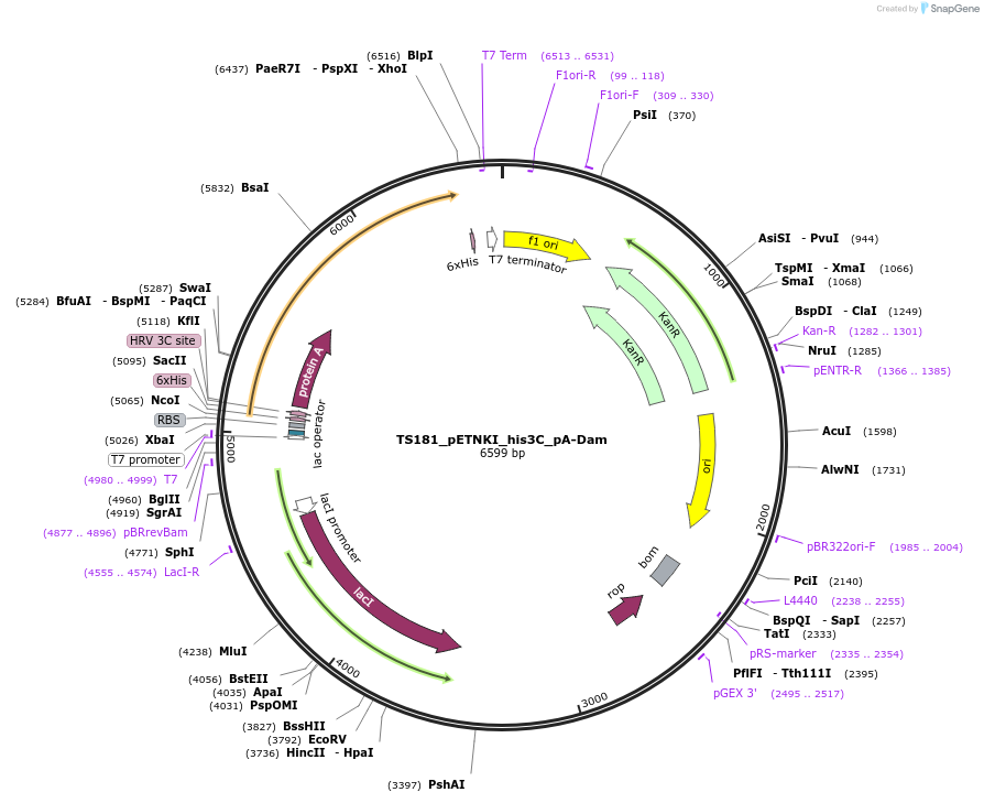 200721-plasmid-map-sequence-id-393712