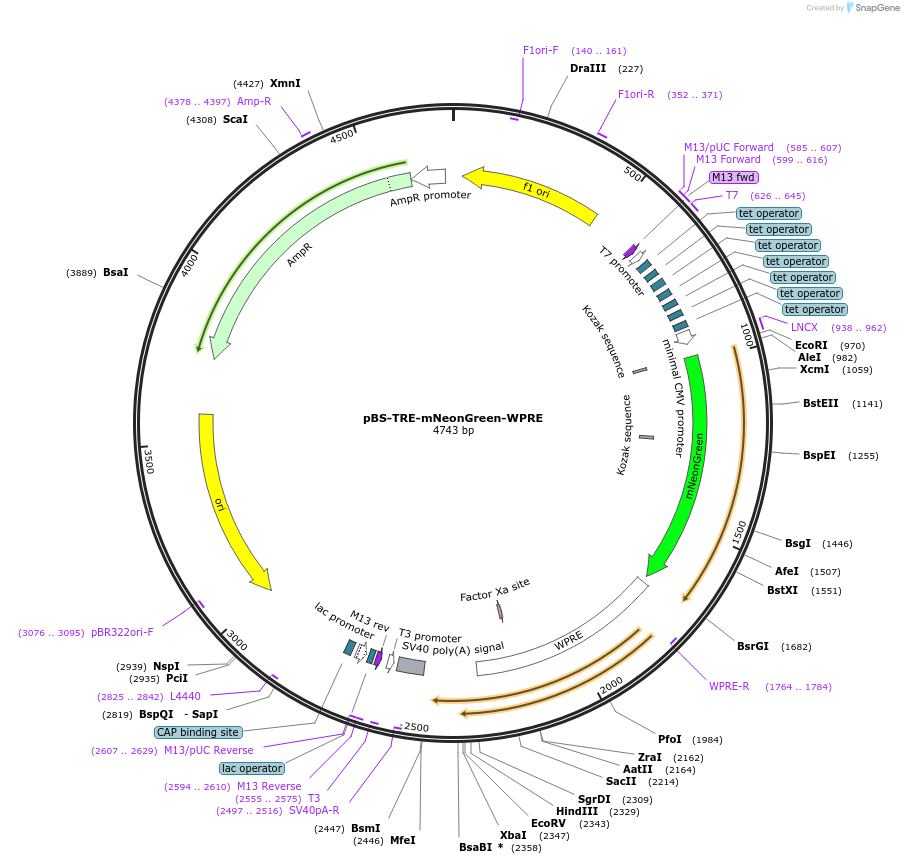 193334-plasmid-map-sequence-id-393713