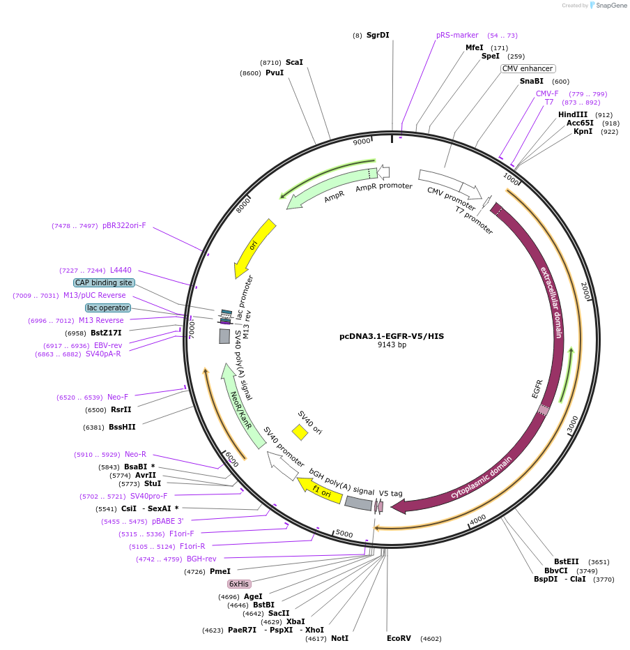 201102-plasmid-map-sequence-id-394046