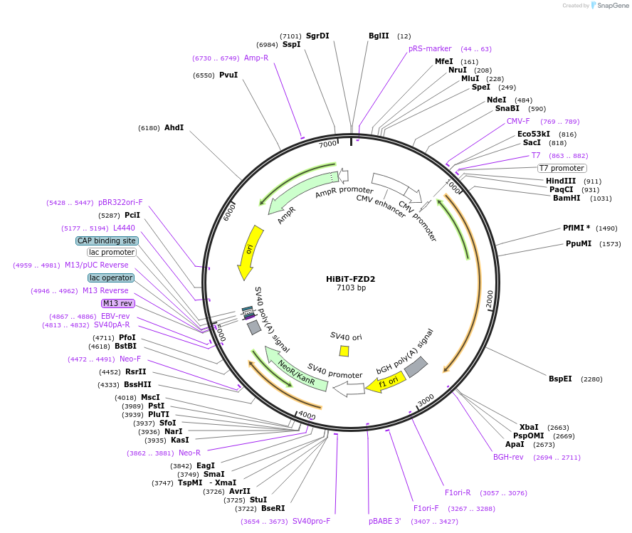 195840-plasmid-map-sequence-id-394049