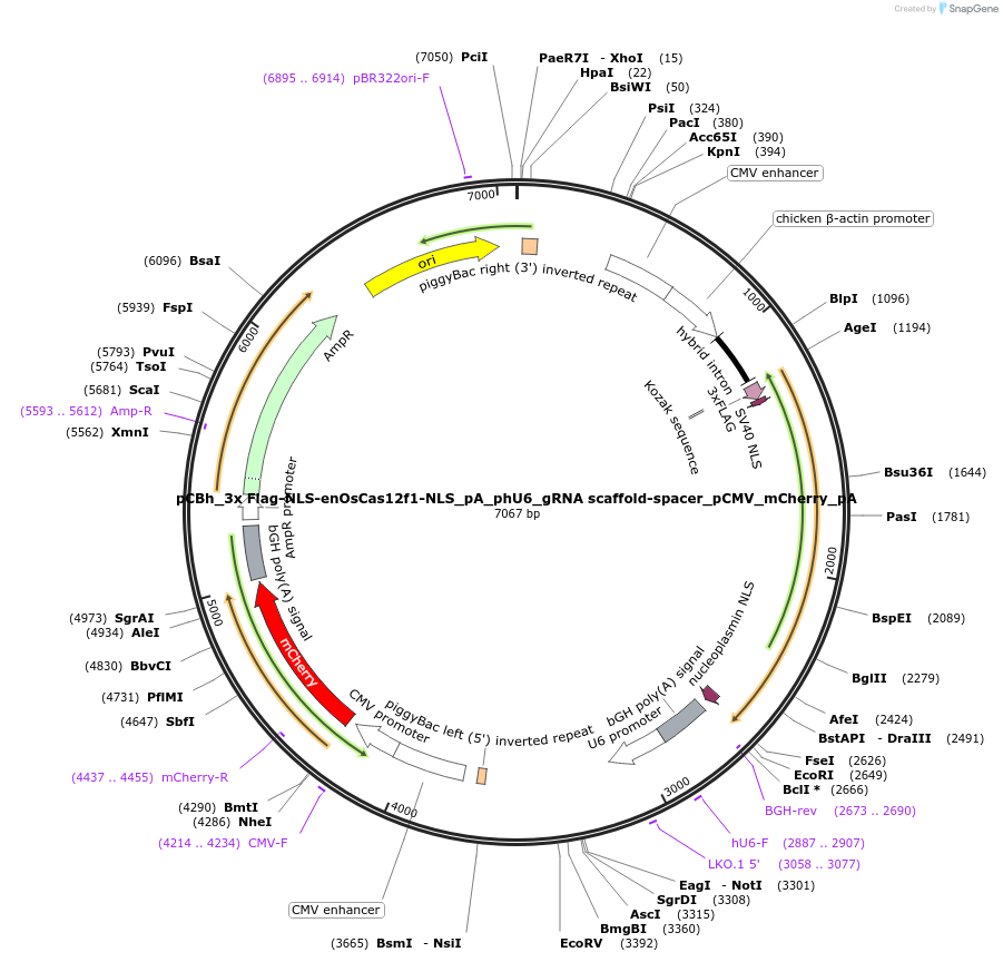 197026-plasmid-map-sequence-id-394112