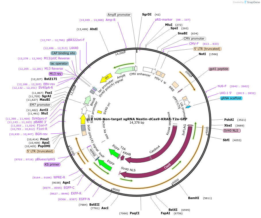 196989-plasmid-map-sequence-id-394115