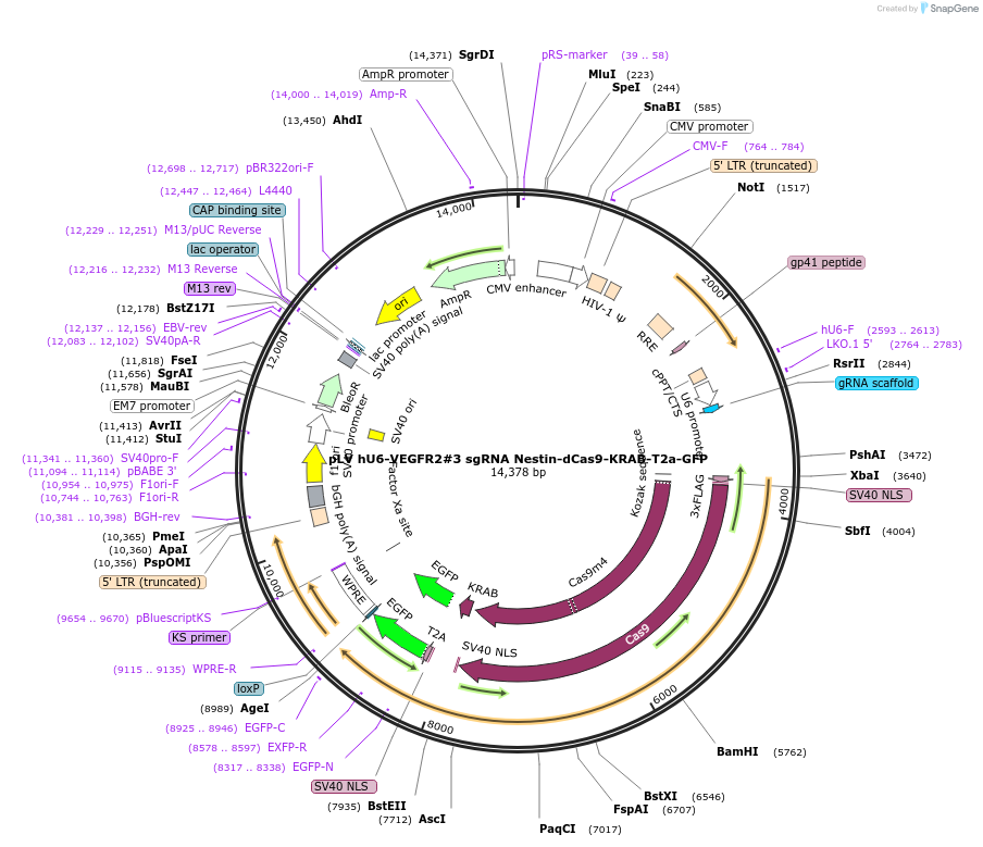 196990-plasmid-map-sequence-id-394117
