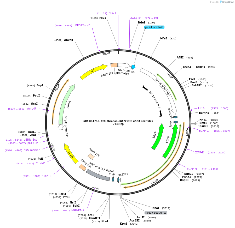 199582-plasmid-map-sequence-id-394121