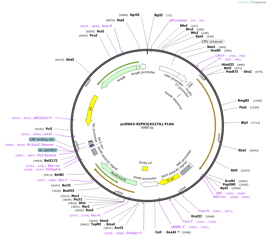 199318-plasmid-map-sequence-id-394130