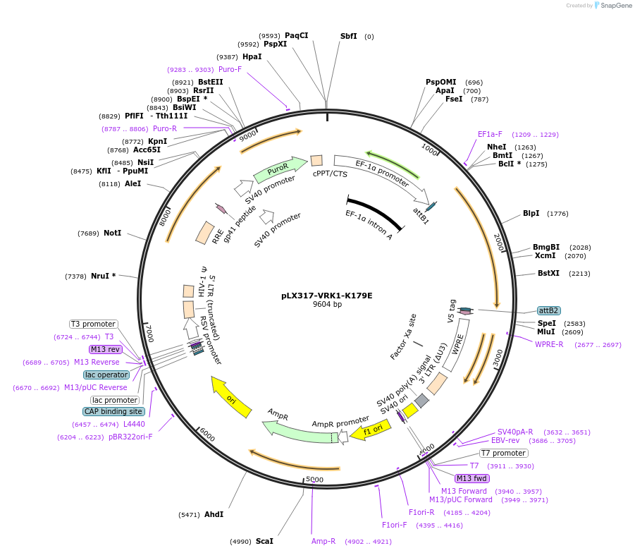 199644-plasmid-map-sequence-id-394139