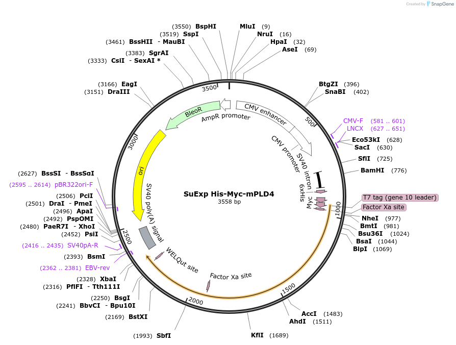 201185-plasmid-map-sequence-id-394149