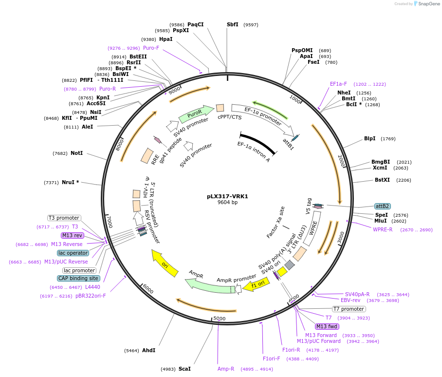 199643-plasmid-map-sequence-id-394150