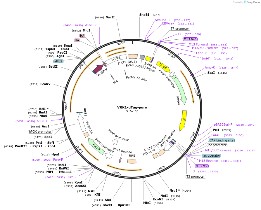 199651-plasmid-map-sequence-id-394158