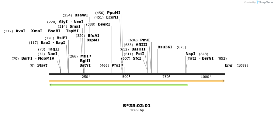 394185_map