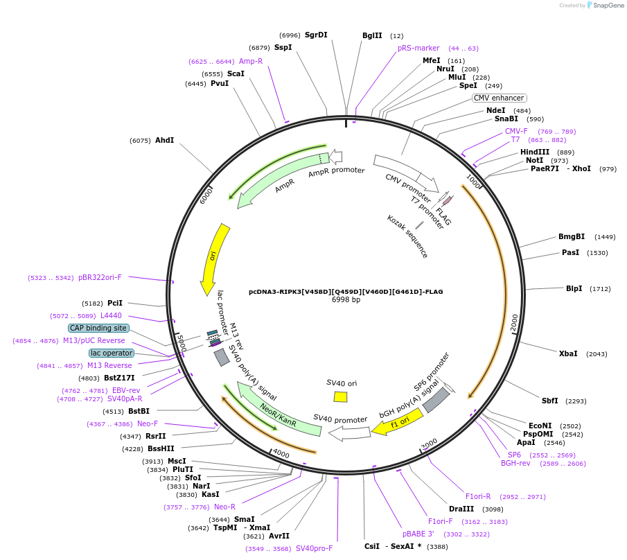 199327-plasmid-map-sequence-id-394284