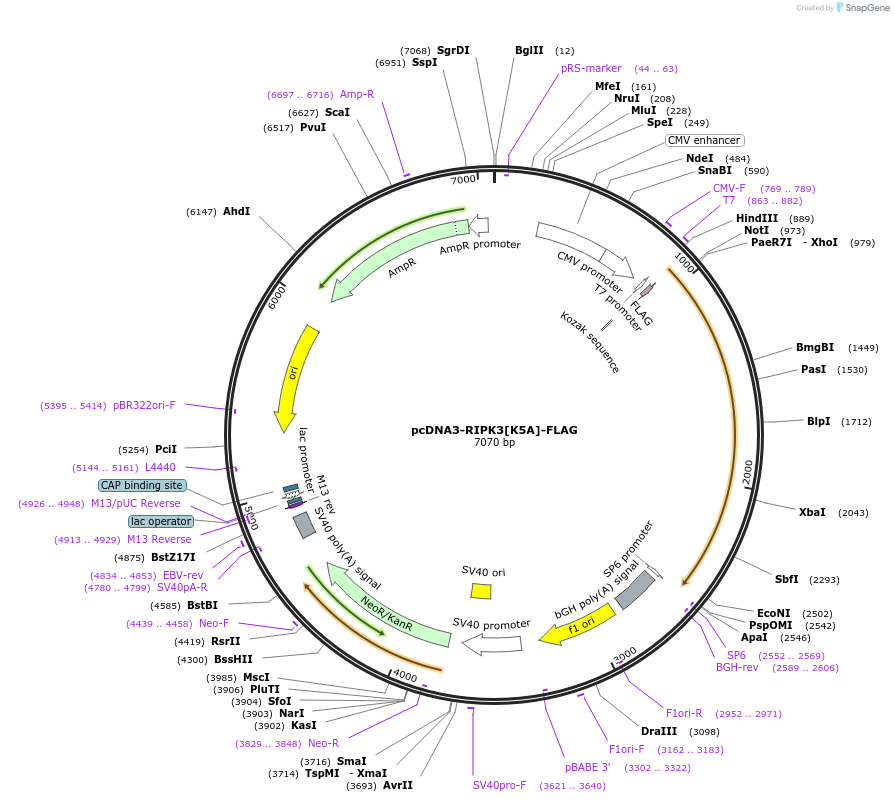 199326-plasmid-map-sequence-id-394292