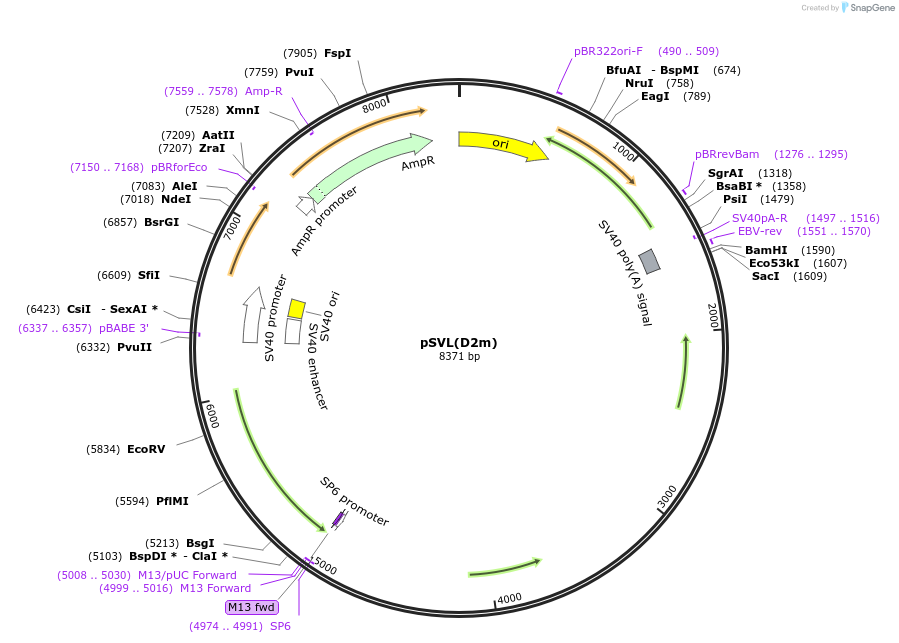 29336-plasmid-map-sequence-id-394295