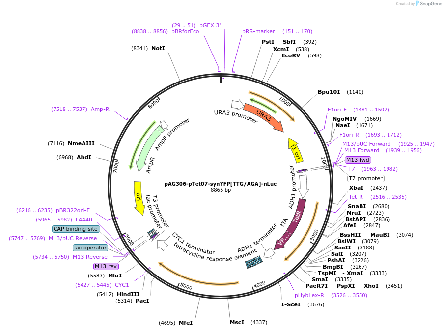 199756-plasmid-map-sequence-id-394332