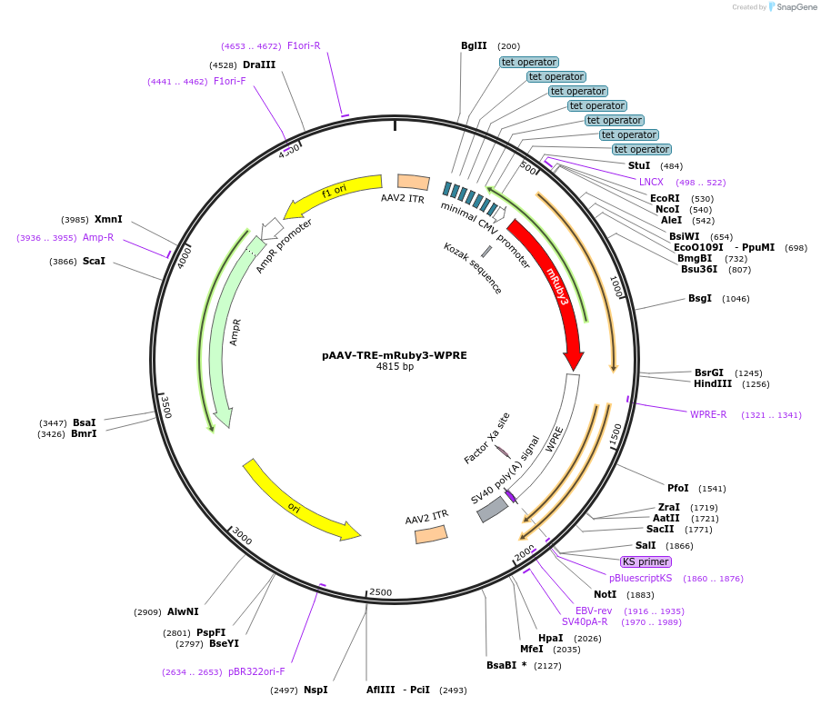 193343-plasmid-map-sequence-id-394333