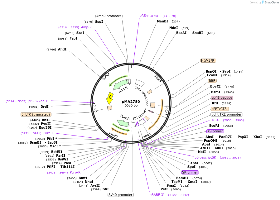 25438-plasmid-map-sequence-id-39435