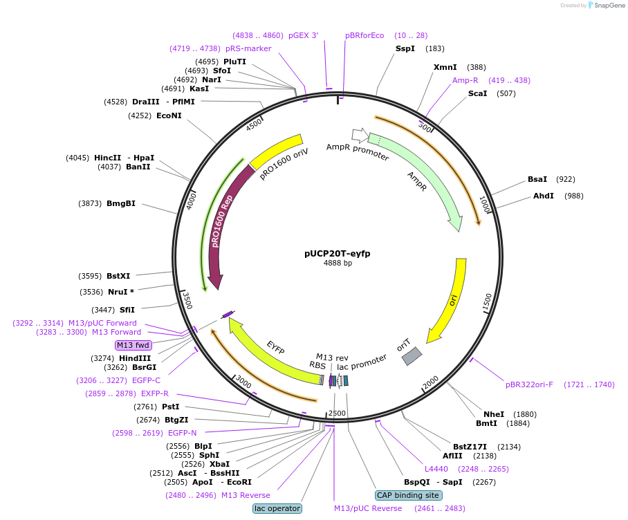 78466-plasmid-map-sequence-id-394374