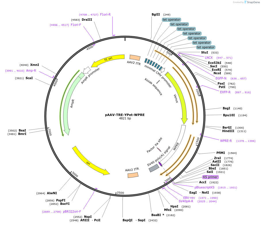 193342-plasmid-map-sequence-id-394375