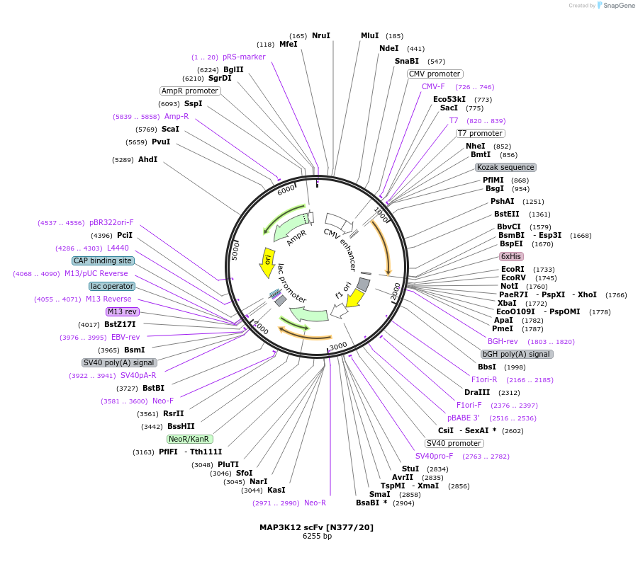 199428-plasmid-map-sequence-id-394404
