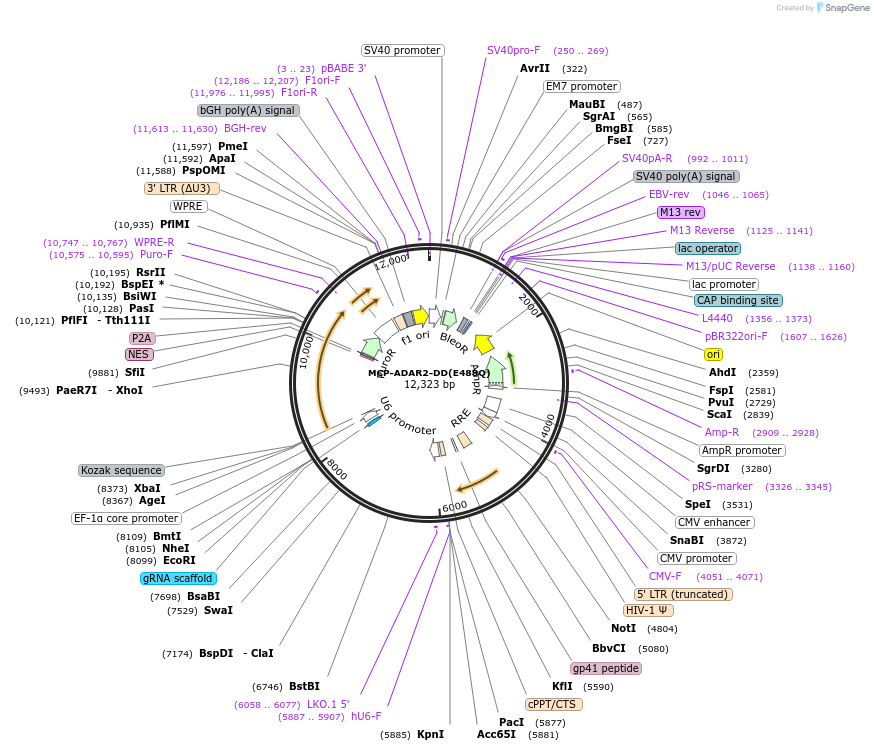 170125-plasmid-map-sequence-id-394434